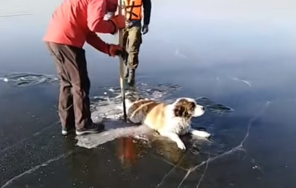 Επιχείρηση διάσωσης σκύλου στους πάγους της Σιβηρίας (Video)
