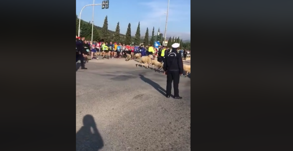 Απίστευτη στιγμή στο Μαραθώνιο: Τσοπάνης και πρόβατα βρέθηκαν ανάμεσα στους αθλητές (Video)