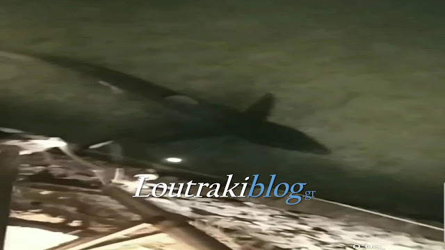 Λουτράκι: Καρχαρίας δύο μέτρων κόβει βόλτες και τρομοκρατεί (Video)