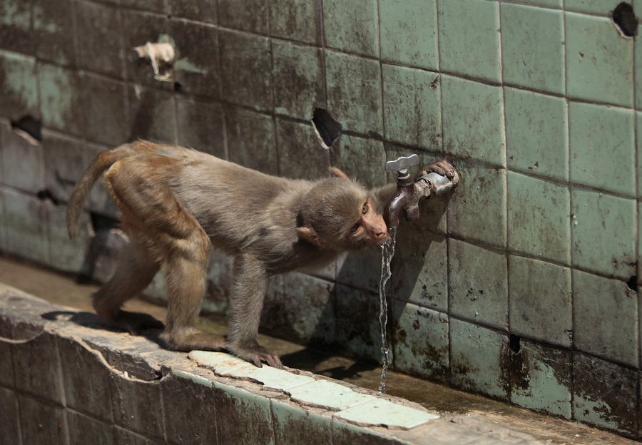 Τραγωδία στην Ινδία: Μαϊμού εισέβαλε σε σπίτι και χτύπησε θανάσιμα βρέφος