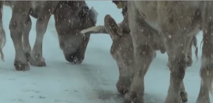 Τρίκαλα: Οι αγελάδες βγήκαν στους χιονισμένους δρόμους και έτρωγαν το αλάτι (Video)