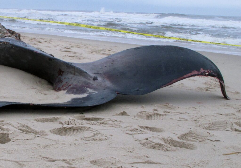 Ινδονησία: Νεκρή φάλαινα είχε έξι κιλά πλαστικά απόβλητα στο στομάχι της! (Photos)