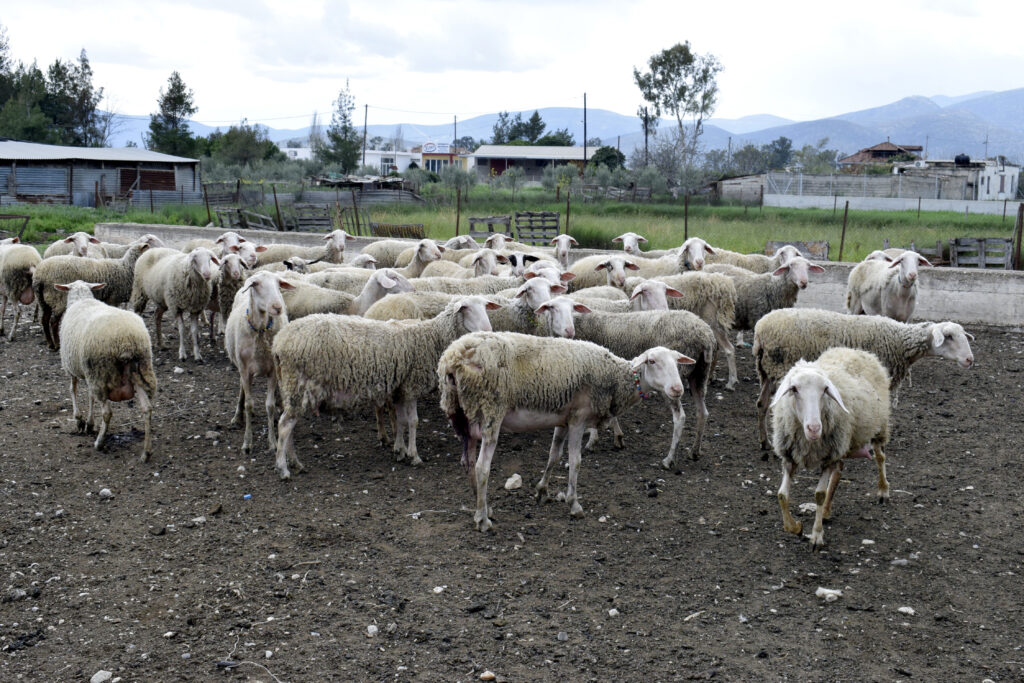 Τρίκαλα: Κεραυνός έκαψε κοπάδι με πρόβατα