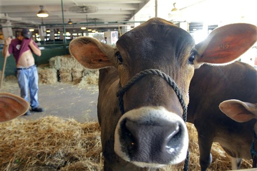 Oι Ελβετοί των πόλεων ήθελαν… κέρατα στις αγελάδες αλλά ήταν μειοψηφία