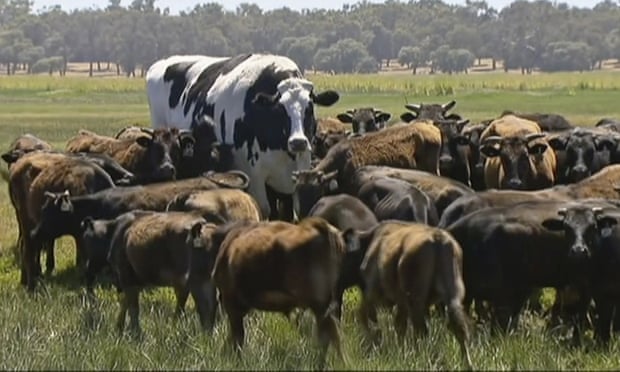 Αυτή είναι η γιγαντιαία αγελάδα που έχει γίνει viral (Photos)