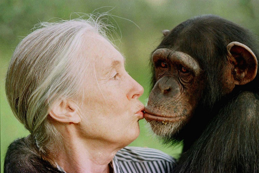 Τζέιν Γκούντολ: Οι χιμπατζήδες έχουν την ευφυΐα να προστατεύουν το περιβάλλον τους, οι άνθρωποι όχι