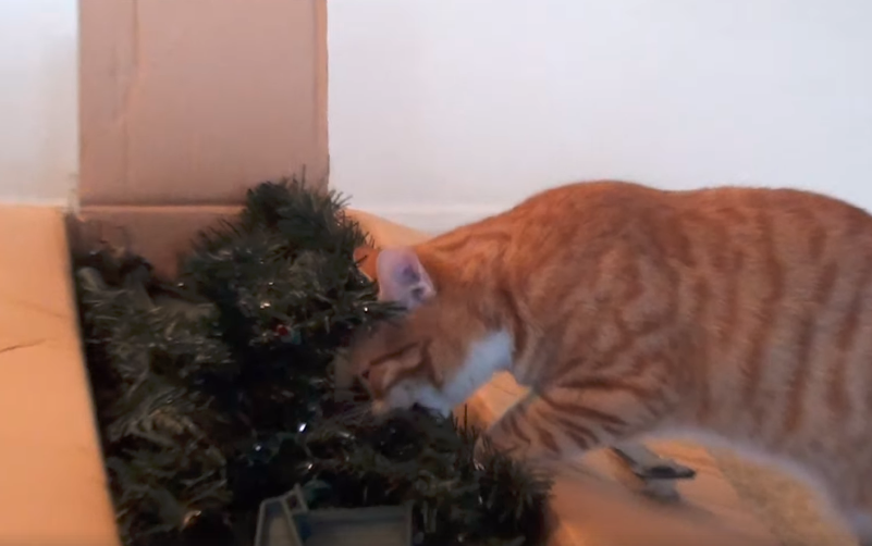 Οδηγός Χριστουγέννων για γάτες (Video)