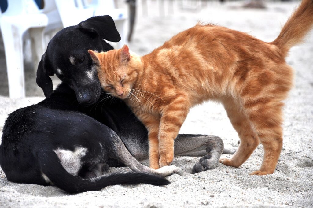 Απίστευτη καταγγελία από τη Λέσβο: Κάτοικος τρώει αδέσποτα σκυλιά και γάτες (Σκληρές photo)