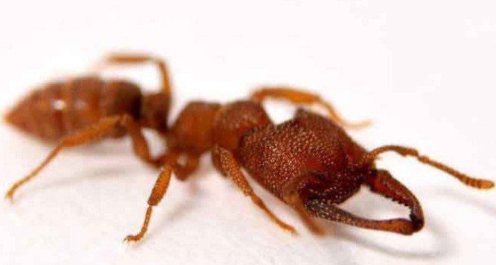 Αυτό είναι το μυρμήγκι «δράκουλας» – Γιατί πήρε αυτή την ονομασία