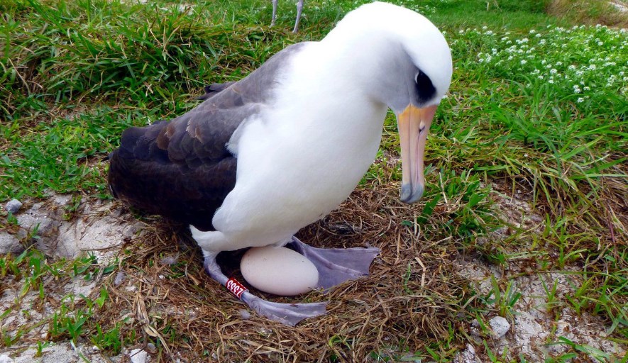 Η Σοφία, το γηραιότερο πουλί του κόσμου, έκανε αυγό στα 68 της χρόνια