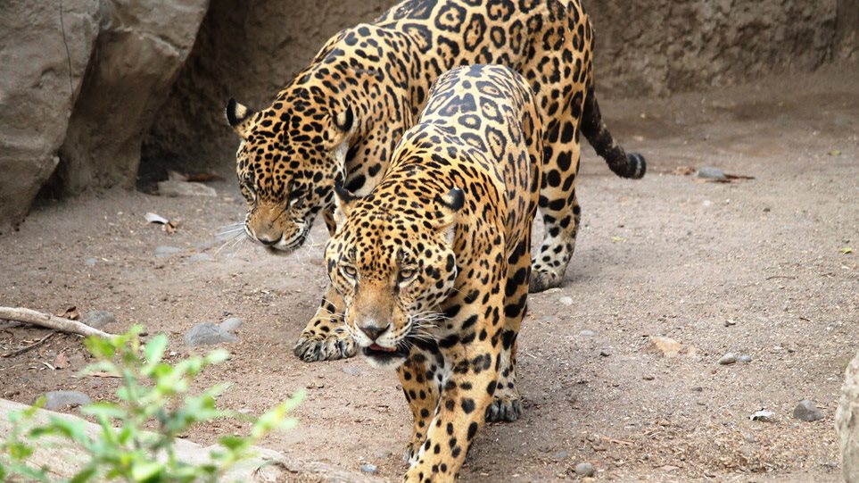 Υπεραμύνθηκαν της απόφασής τους να «εκτελέσουν» τα δύο τζάγκουαρ στο Αττικό Ζωολογικό Πάρκο