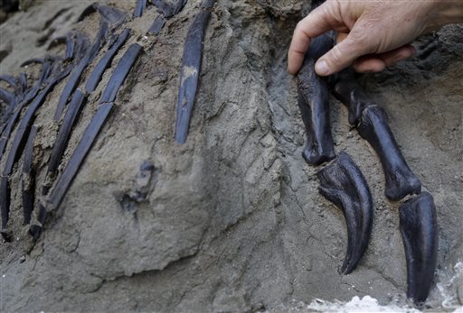 Βρετανία: Πάνω από 80 απολιθωμένα αποτυπώματα από πατημασιές δεινοσαύρων 100 εκ. ετών ήρθαν στο φως