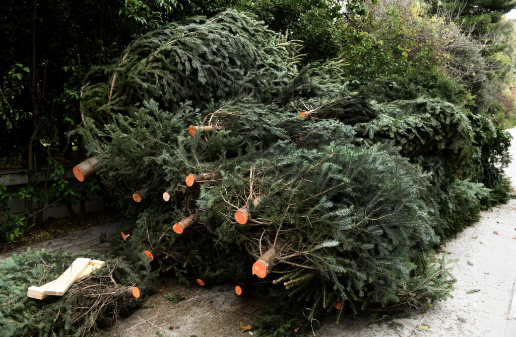 Μακεδονία: Ανακύκλωση όλων των φυσικών χριστουγεννιάτικων δέντρων