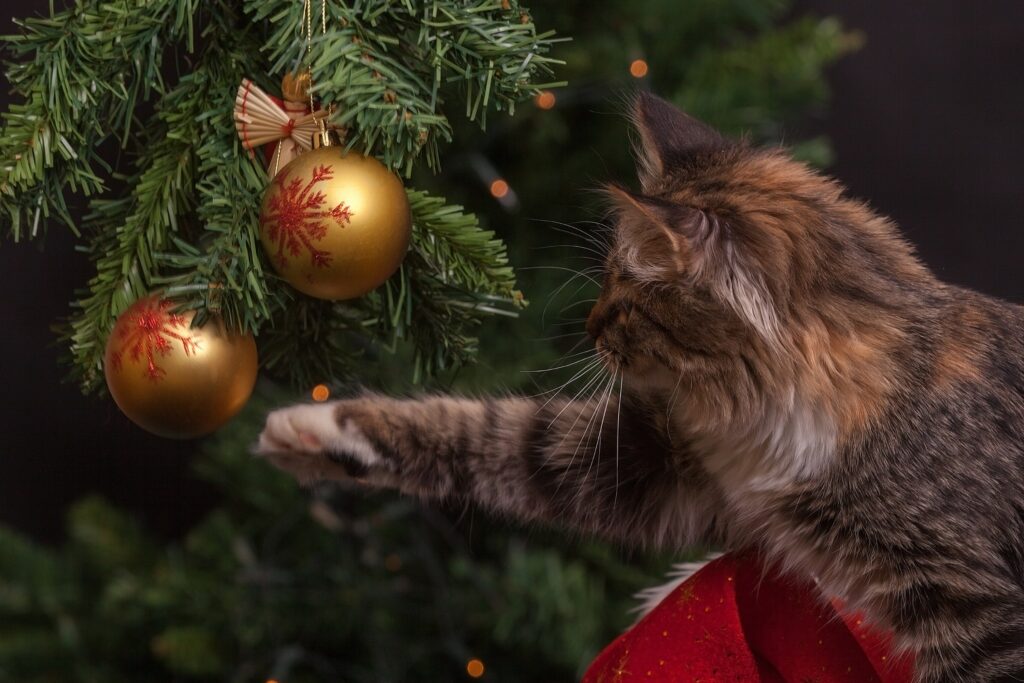 Χριστουγεννιάτικα δέντρα και γάτες – Μια… δραματική ιστορία (Video)