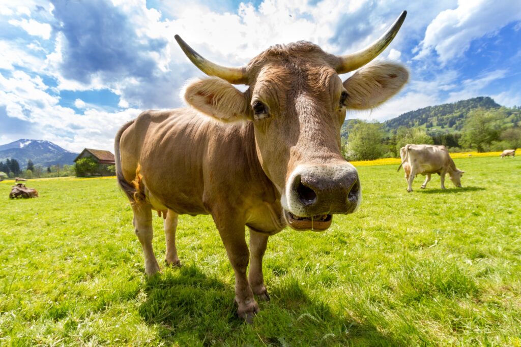 Αγελάδα πήδηξε από καρότσα φορτηγού για να αποφύγει το σφαγείο – Και τα κατάφερε (Video)