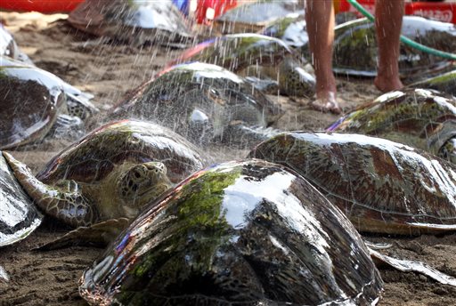 Ινδονησία: Εθελοντές σώζουν θαλάσσιες χελώνες που ξεβράστηκαν μετά το τσουνάμι (Video)