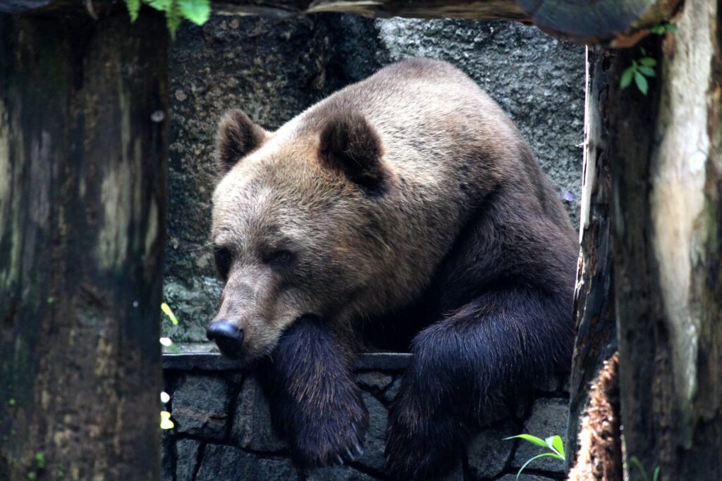 Κτηνωδία στην Κοζάνη: Δηλητηρίασαν, ακρωτηρίασαν και αποκεφάλισαν έγκυο αρκούδα