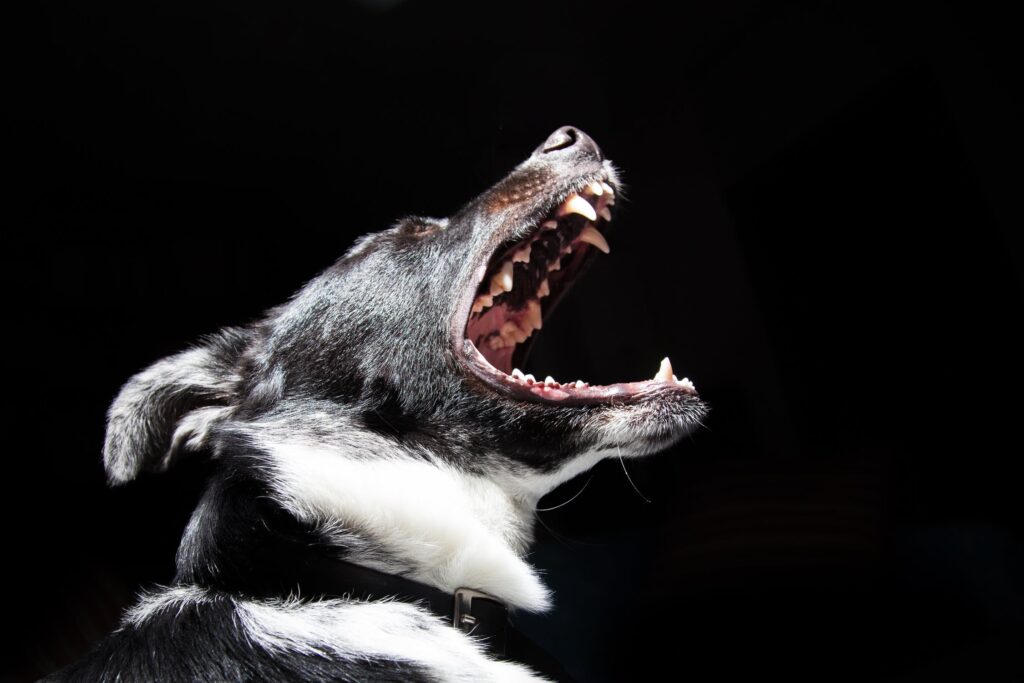 Χανιά: Αδέσποτος σκύλος επιτέθηκε και δάγκωσε γυναίκα (Photo)