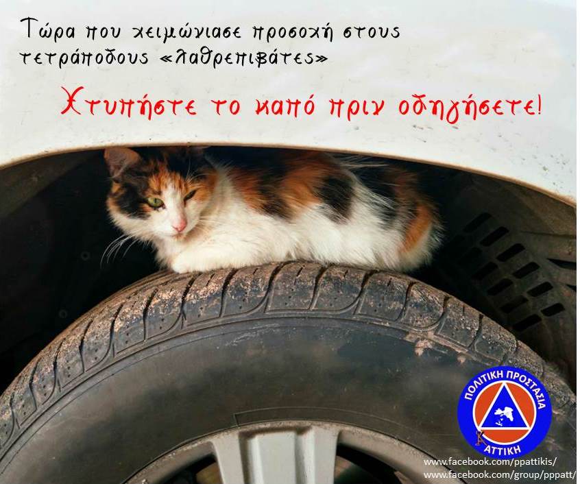 Η ευαίσθητη αφίσα της Πολιτικής Προστασίας για τα γατάκια! (Photo)