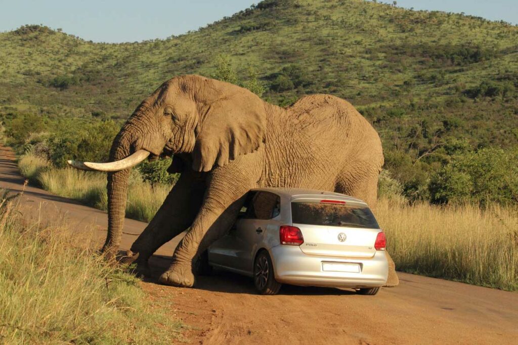 Ελέφαντας διαλύει αυτοκίνητο – Στο «τσακ» γλύτωσε ο οδηγός (Video)