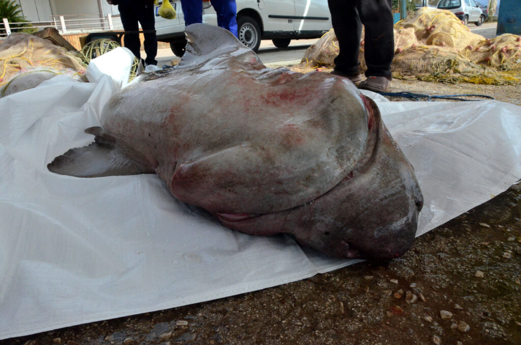 Αργολίδα: Ψάρεψαν σκυλόψαρο 200ων κιλών! (Photos)