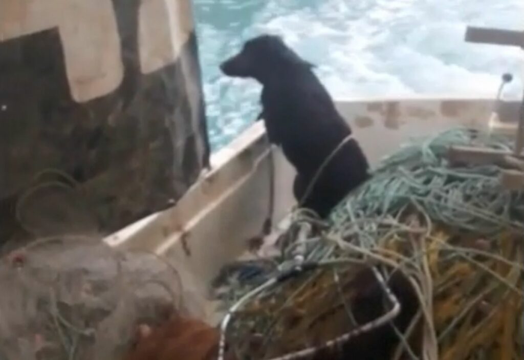 Ψαράς έσωσε σκύλο που είχε πέσει στη θάλασσα στην περιοχή του Ισθμού της Κορίνθου (Video)