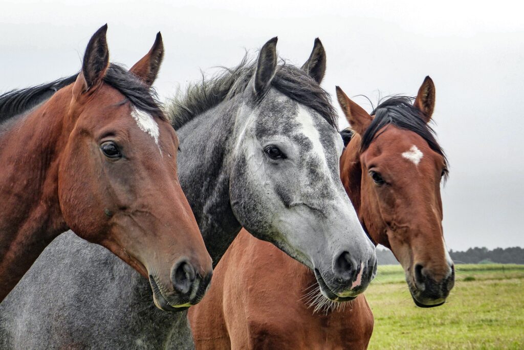 Απάνθρωπο: Άγνωστοι σκότωσαν προστατευόμενα άλογα στην Αιτωλοακαρνανία