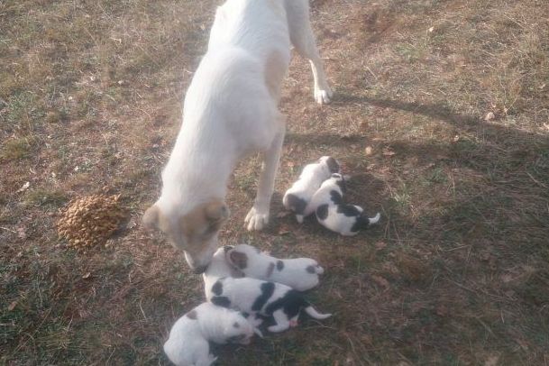 Ιωάννινα: Έκλεισε σε τσουβάλι 6 νεογέννητα κουτάβια για να τα πετάξει – Πώς σώθηκαν τα σκυλάκια