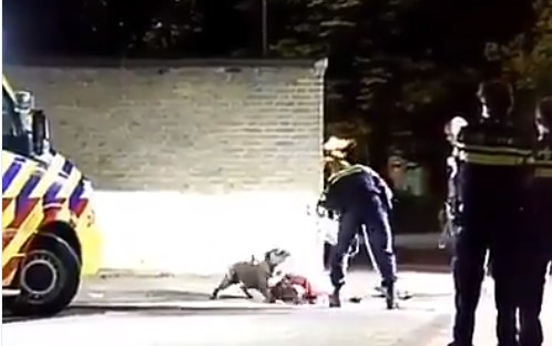 Σκύλος κατά αστυνομικών – Δεν άφηνε να πλησιάσουν το αφεντικό του που ήταν αναίσθητο – Πώς ηρέμησαν το ζώο οι αστυνομικοί (Video)