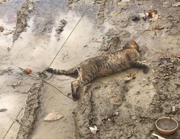 Απίστευτη κτηνωδία: Βρέθηκε νεκρό γατάκι με δεμένα τα πίσω πόδια (Photos)