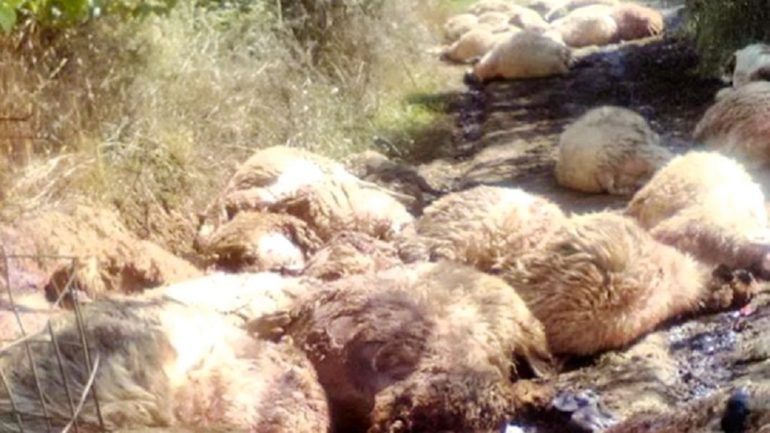 Κρήτη: Μανιακός κατέσφαξε ένα ολόκληρο κοπάδι πρόβατα – Γλίτωσαν επτά ζώα