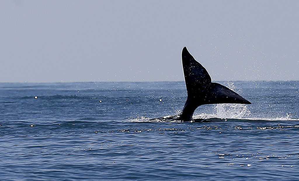 Γκρίζα φάλαινα θεάθηκε για πρώτη φορά στις γαλλικές ακτές στη Μεσόγειο (Video)