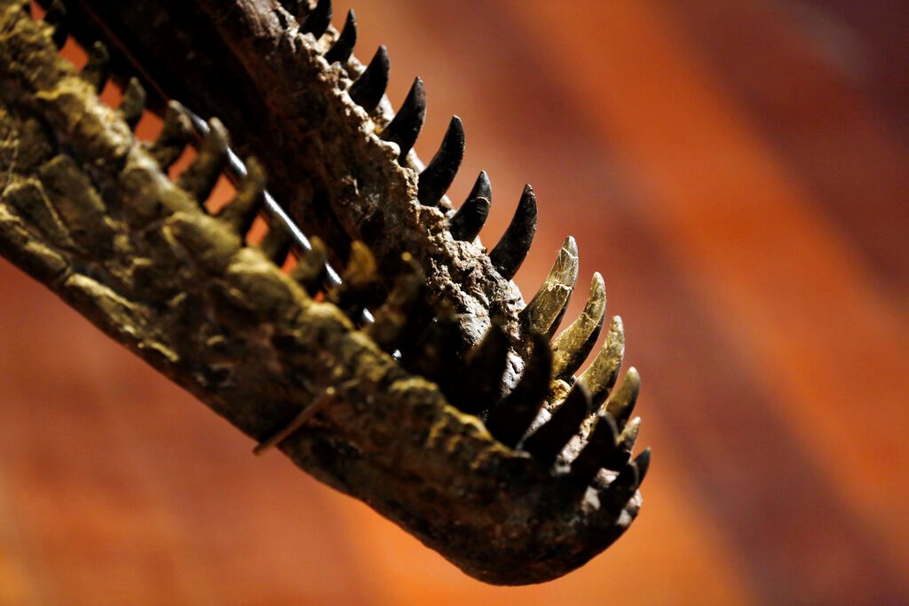 Μεξικό: Αναγνωρίστηκε νέο είδος «ειρηνικών» δεινοσαύρων