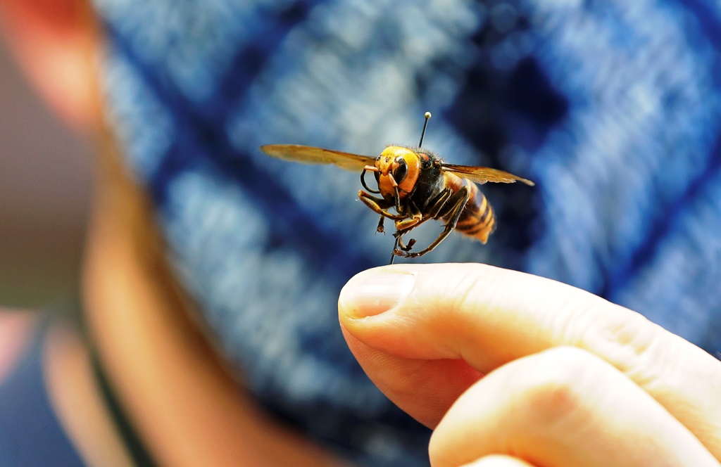 Ολλανδία: Eκπαίδευσαν μέλισσες για να εντοπίζουν τις μολύνσεις Covid-19