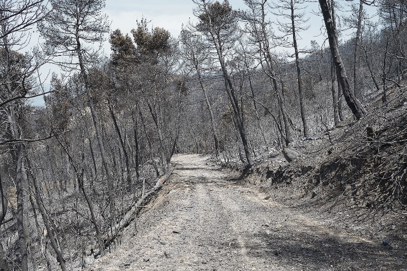 Μαύρη σιωπή για το δάσος που χάθηκε για επτά δεκαετίες