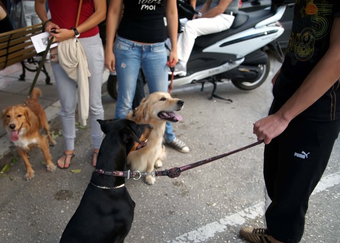 Τι αλλάζει με το νομοσχέδιο για ζώα συντροφιάς και αδέσποτα