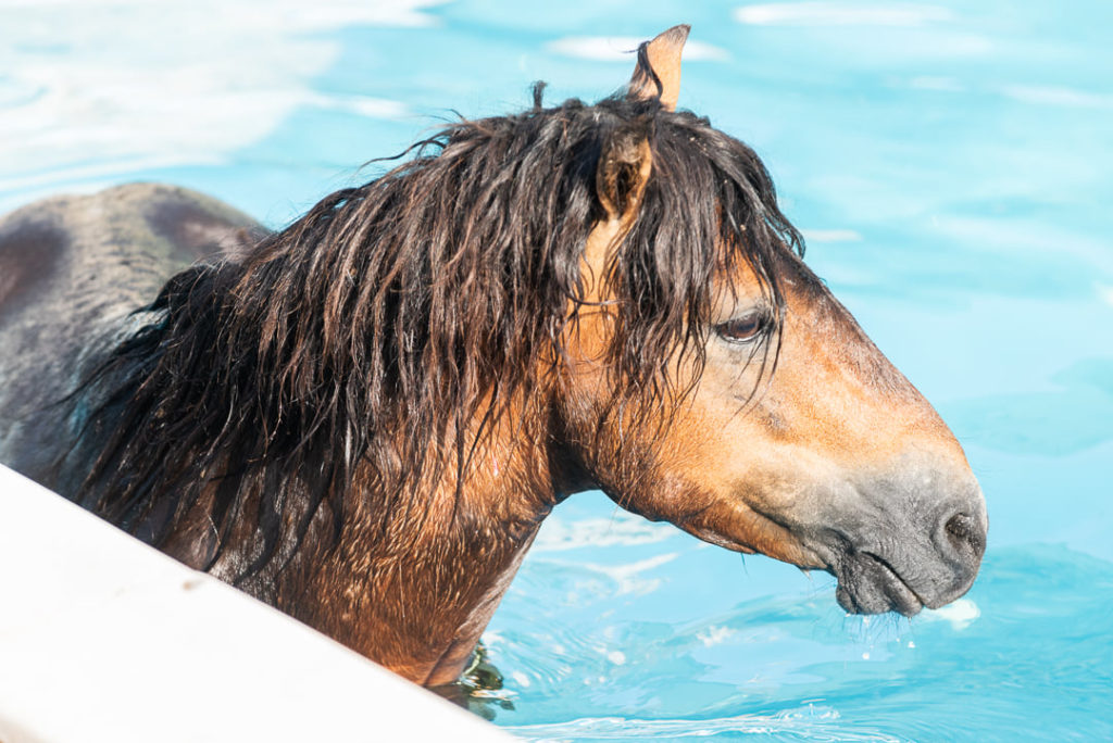 Κεφαλονιά: Άλογο… βούτηξε σε πισίνα ξενοδοχείου (Photos)