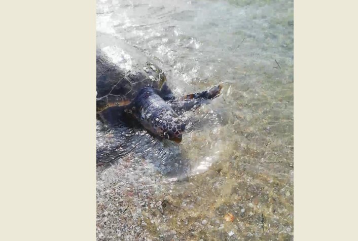 Νεκρές χελώνες στην Περαία Θεσσαλονίκης