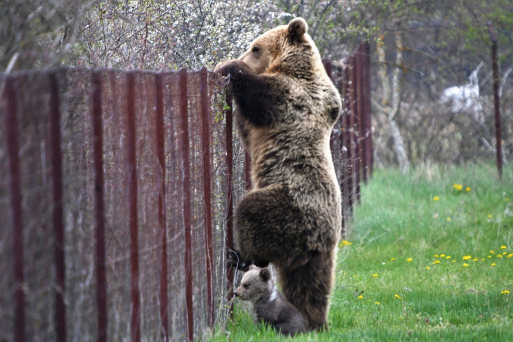 Αρκούδα με το μωρό της «συνελήφθη» να κλέβει κεράσια! (Photos)