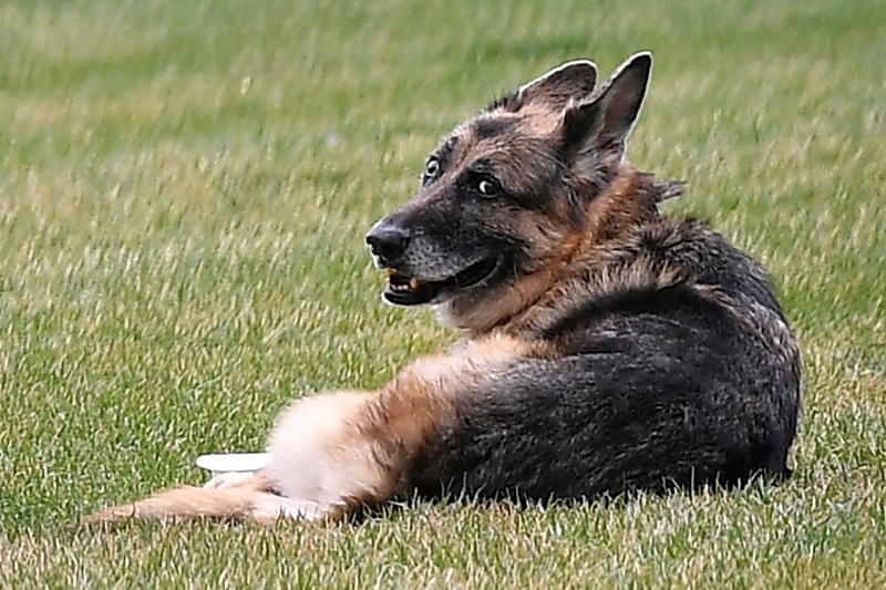 ΗΠΑ: Το ζεύγος Μπάιντεν ανακοίνωσε τον θάνατο του «πρώτου σκύλου» Τσαμπ