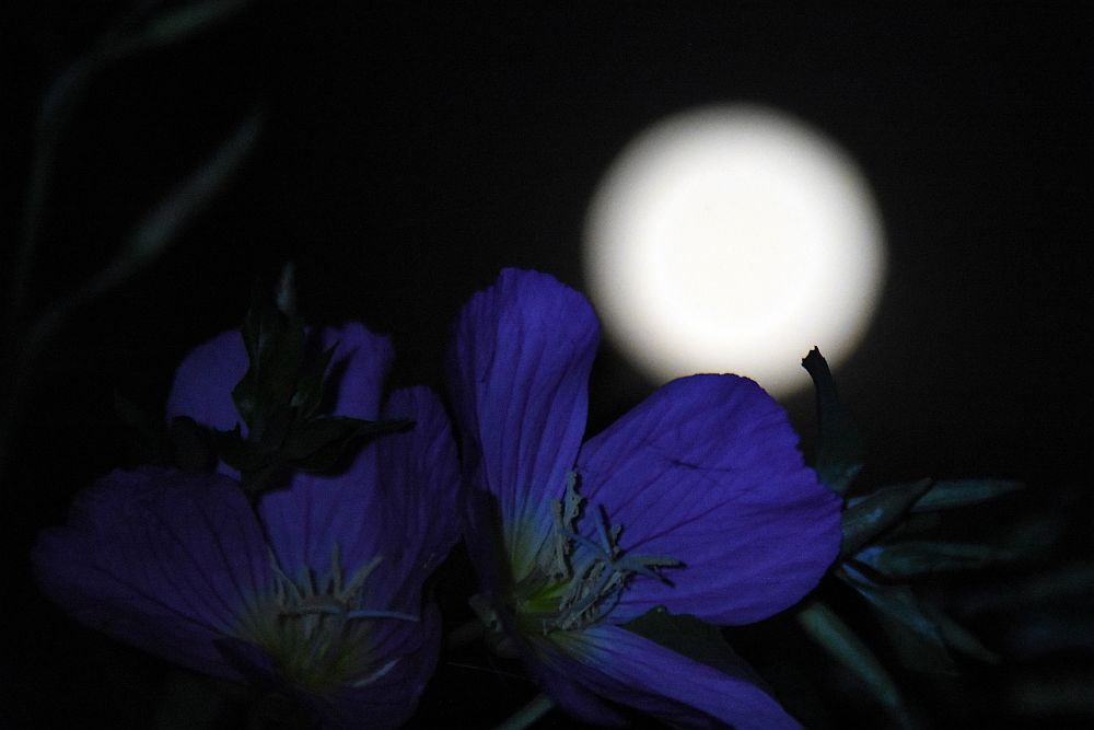 Την Πέμπτη το «Φεγγάρι της Φράουλας» – Η τελευταία υπερπανσέληνος για φέτος