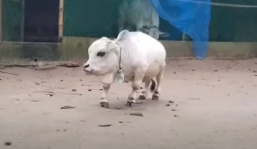 Μπανγκλαντές: Πλήθη συρρέουν σε φάρμα για να δουν αγελάδα-μινιατούρα, μήκους 66 εκατοστών (video)