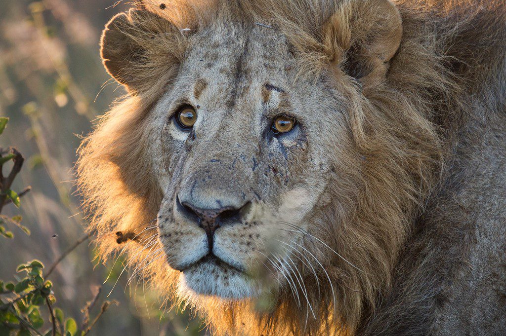 Κένυα: Πανικός από λιοντάρι που βγήκε από το πάρκο και «έκανε βόλτα» στο Ναϊρόμπι! (Video)