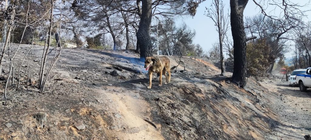 Κρανίου τόπος η Βαρυμπόμπη – Συγκλονιστικές φωτογραφίες απόλυτης καταστροφής