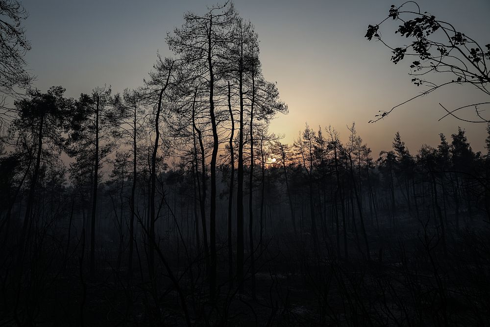 Μετά τις φωτιές σε Εύβοια και Αττική, αποφασίζεται ο καθαρισμός του δάσους του Μοσχοποδίου στη Θήβα