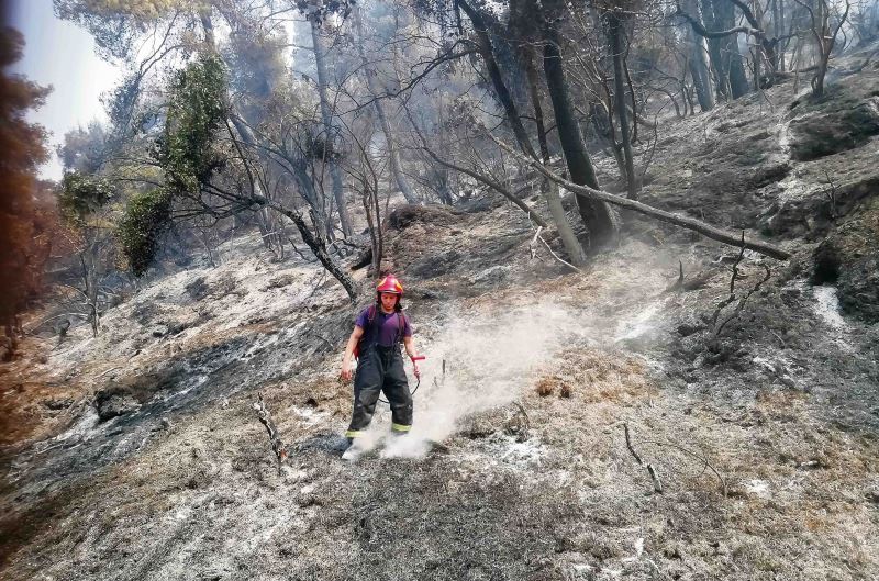 Μπίζνες στις στάχτες της καμένης δασικής γης