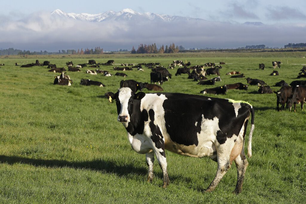 Νέα Ζηλανδία: Γιατί επιστήμονες εκπαίδευσαν αγελάδες να… πηγαίνουν στην τουαλέτα