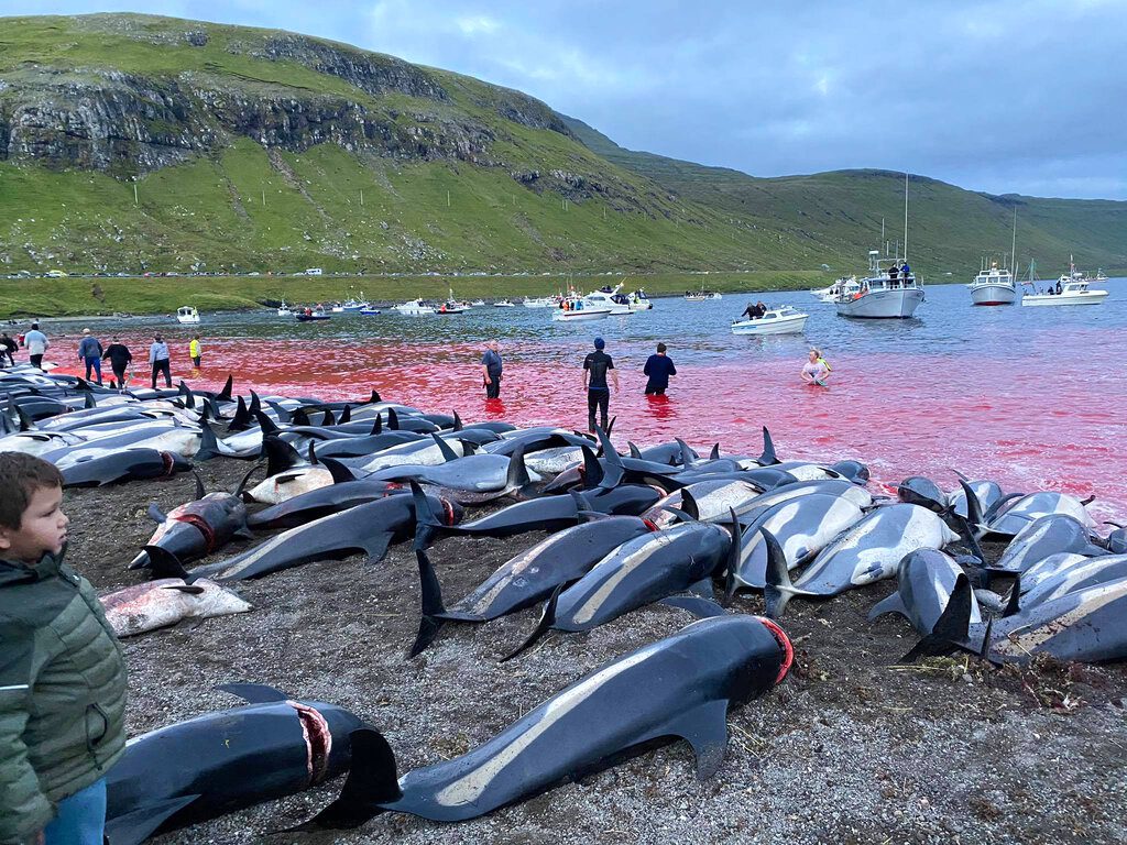 Ένα βάρβαρο έθιμο στα Νησιά Φερόε: Σκότωσαν εν ψυχρώ 1.428 δελφίνια (Video – Photos)