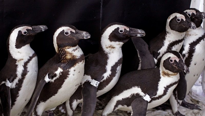 Nότια Αφρική: Μέλισσες σκότωσαν 63 πιγκουίνους ενός απειλούμενου είδους