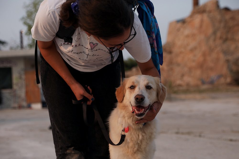 Μυτιλήνη: Άνδρας γρονθοκόπησε πρώτα τον σκύλο του και μετά 15χρονο που έσπευσε να τον βοηθήσει